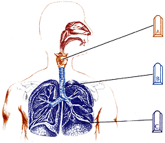 Схема проникновения частиц аэрозоля в дыхательные пути